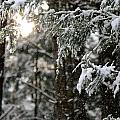 snowy trees