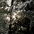 shine through
