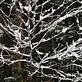 snowy lattice