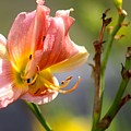 Nature's Beauty 124