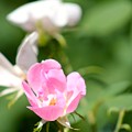Nature's Beauty 2