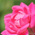 Nature's Beauty 3