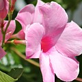 Nature's Beauty 8